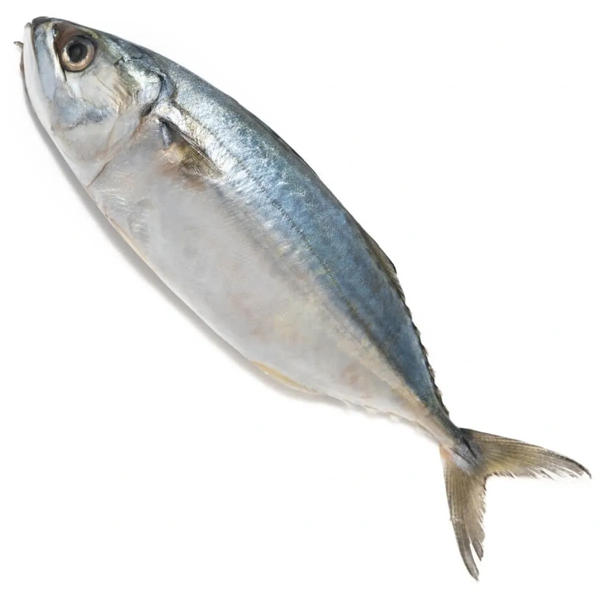 Bangda Fish