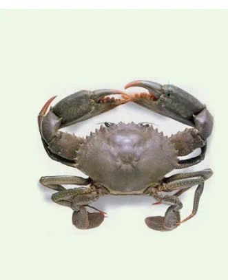 Crab (Khekda)