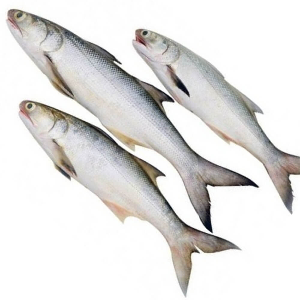 Rawas Fish (Indian Salmon)