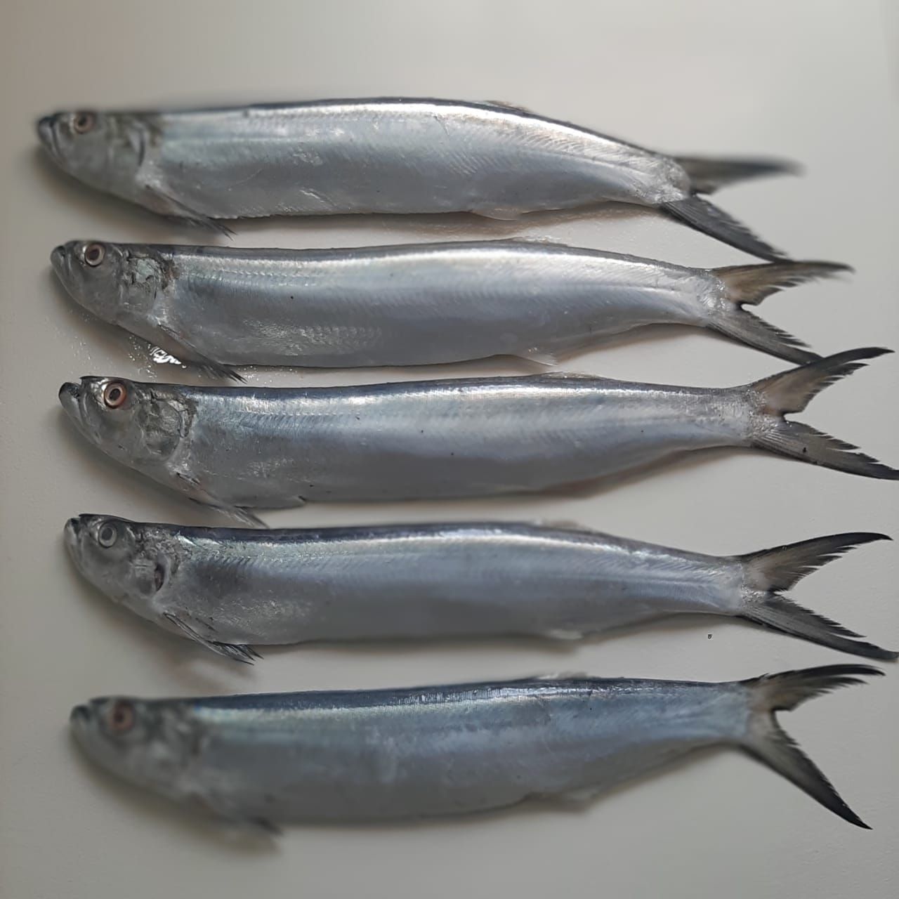 Saranga Fish (Karli)