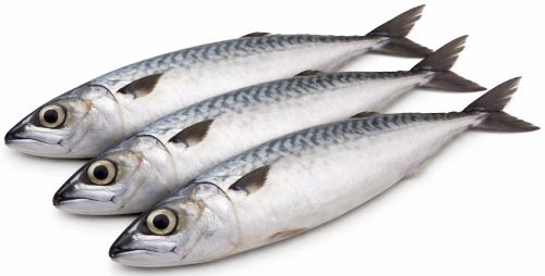Surmai Fish